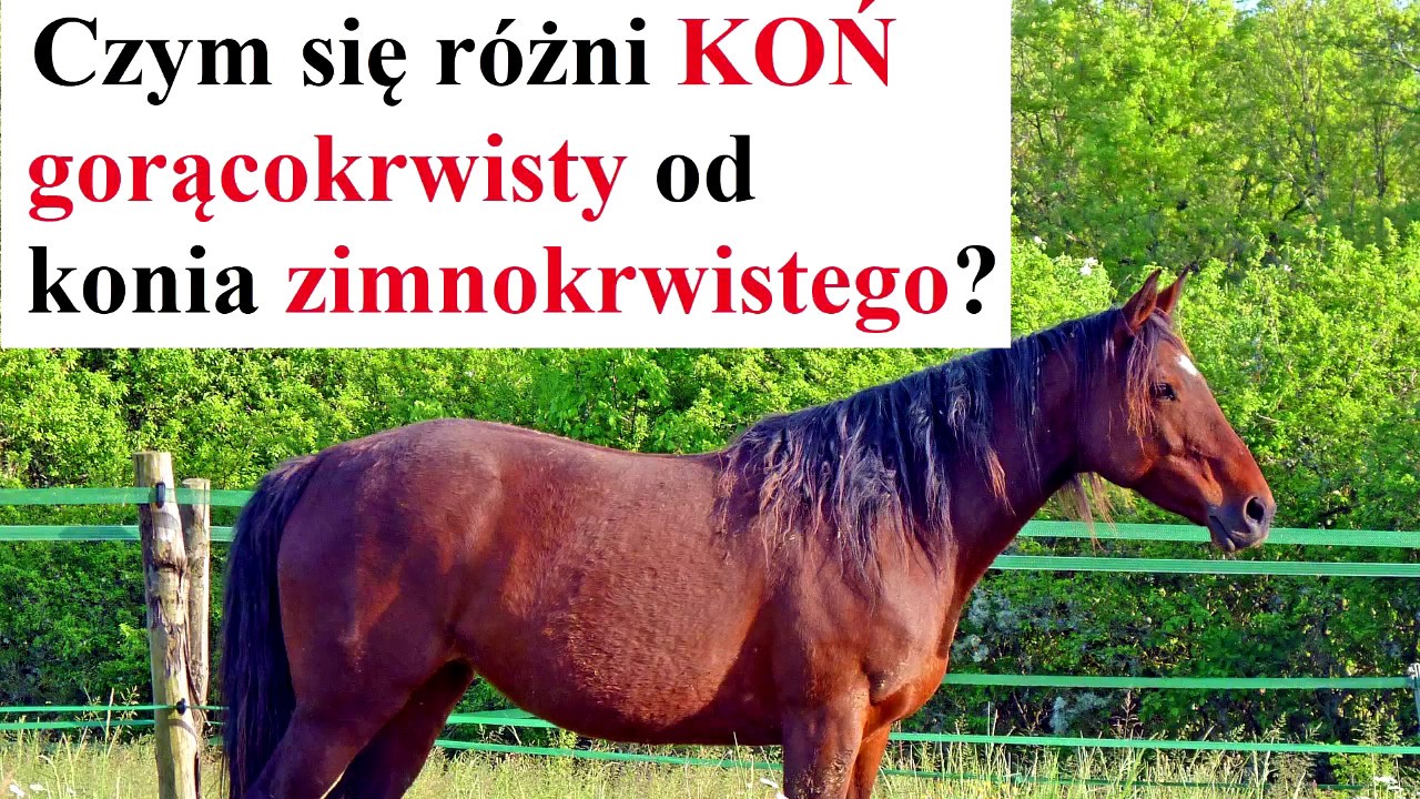 Czym się r&oacute;żnią KONIE gorącokrwiste od zimnokrwistych