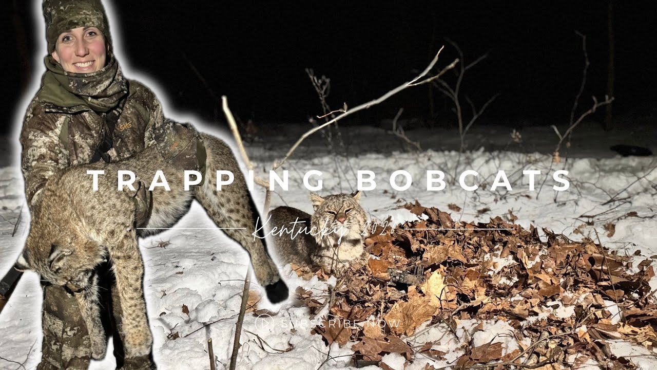 Bobcat Trapping in the SNOW using Kill Squeak (HOW to trap bobcats in Kentucky) 