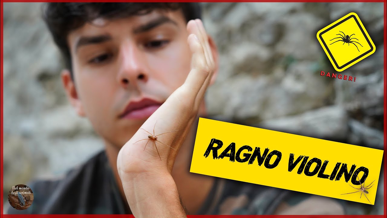 Alla ricerca del RAGNO VIOLINO (Loxosceles rufescens) *velenoso*