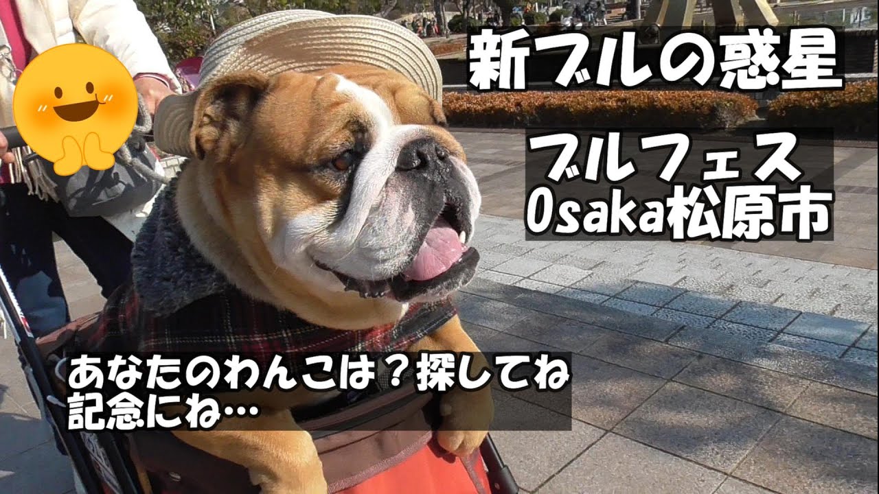 ブルドッグバウムが大阪の松原市のオフ会に大集合！かわいい可愛い犬も参加、犬フェス楽しいね♡ラストは衝撃の地へ