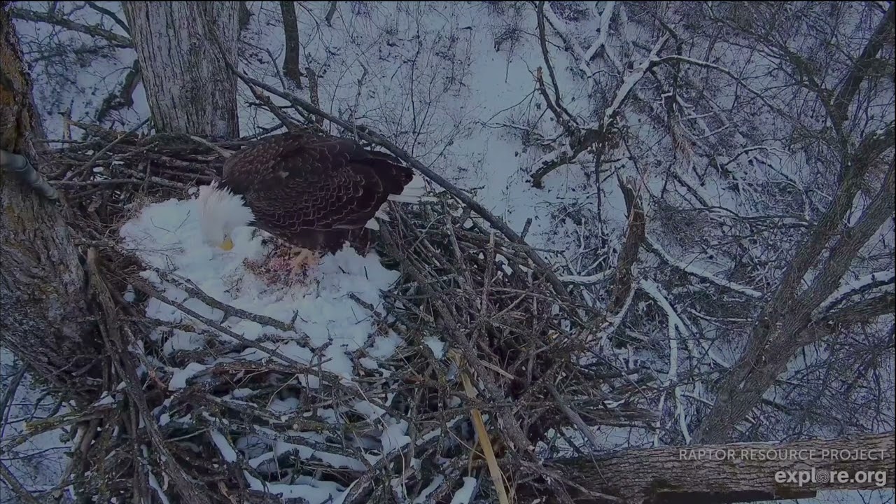 Decorah North Eagles 1-19-26 DNF to the nest to eat