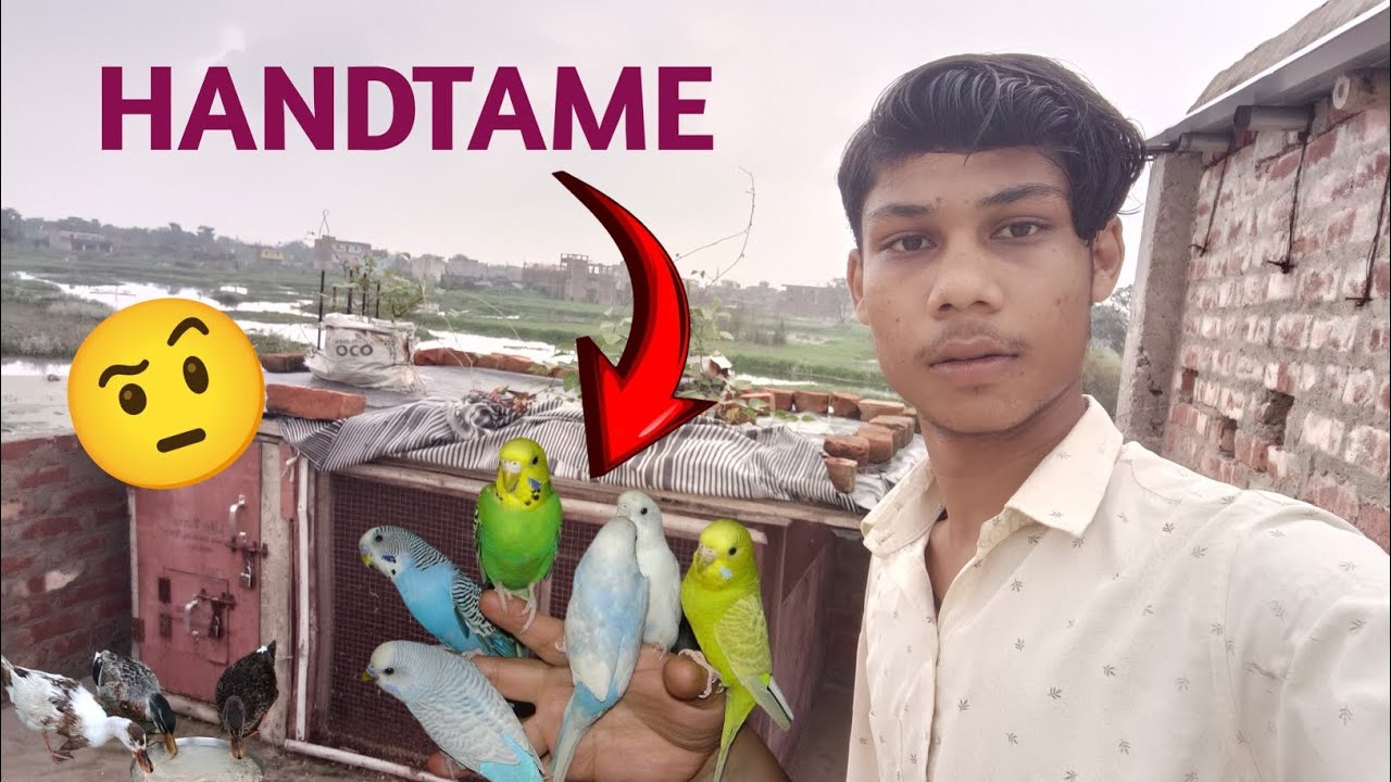 Buggies Parrot Ko Hand Tame Kar Liya🙄Kaisa🤫