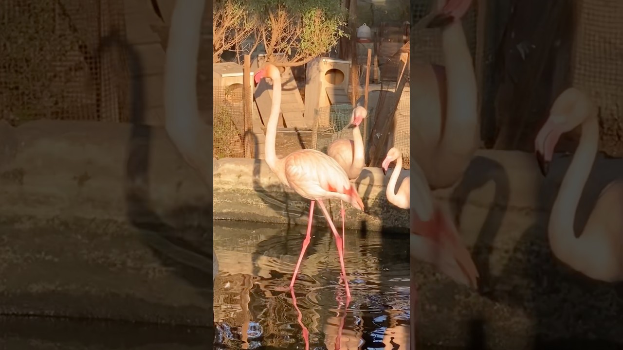 మీకు ఈ పక్షులు తెలుసా&hellip;? | Pink Flamingos 🦩 | Mini Zoo | #shorts #ytshorts #kuwait #telugushorts