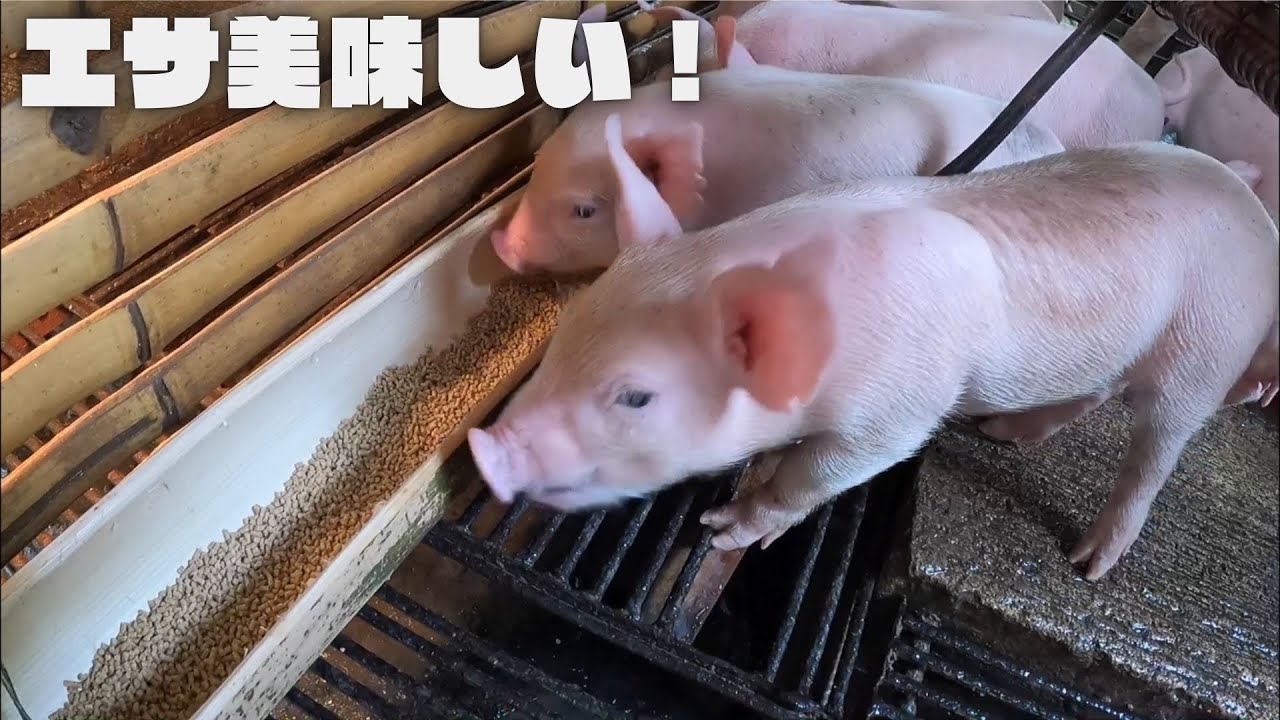 【もりもり食べる】子豚に初めて餌を与える