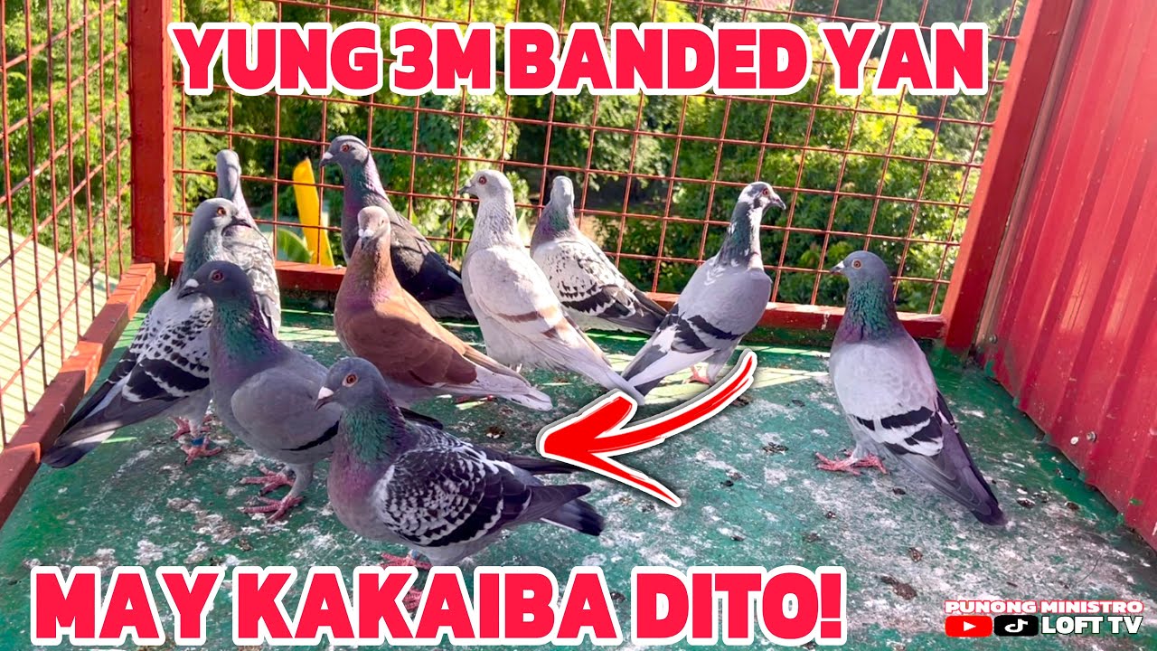 EP797 - LUMUWAS LANG AKO PAG BALIK KO ETO NA NGYARE SA 3M BANDED!