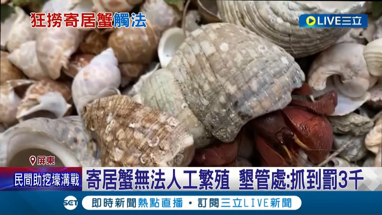 不要這麼自私呀! 遊客任意抓寄居蟹回家養 恐讓寄居蟹死亡? 墾管處:抓到罰3千│記者 朱俊傑 何正鳳│【LIVE大現場】20220725│三立新聞台