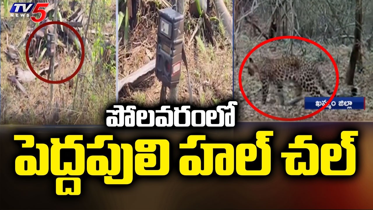 పోలవరంలో పెద్దపులి హల్ చల్ | Tiger Hulchul At Rampachodavaram Polavaram District | TV5 News