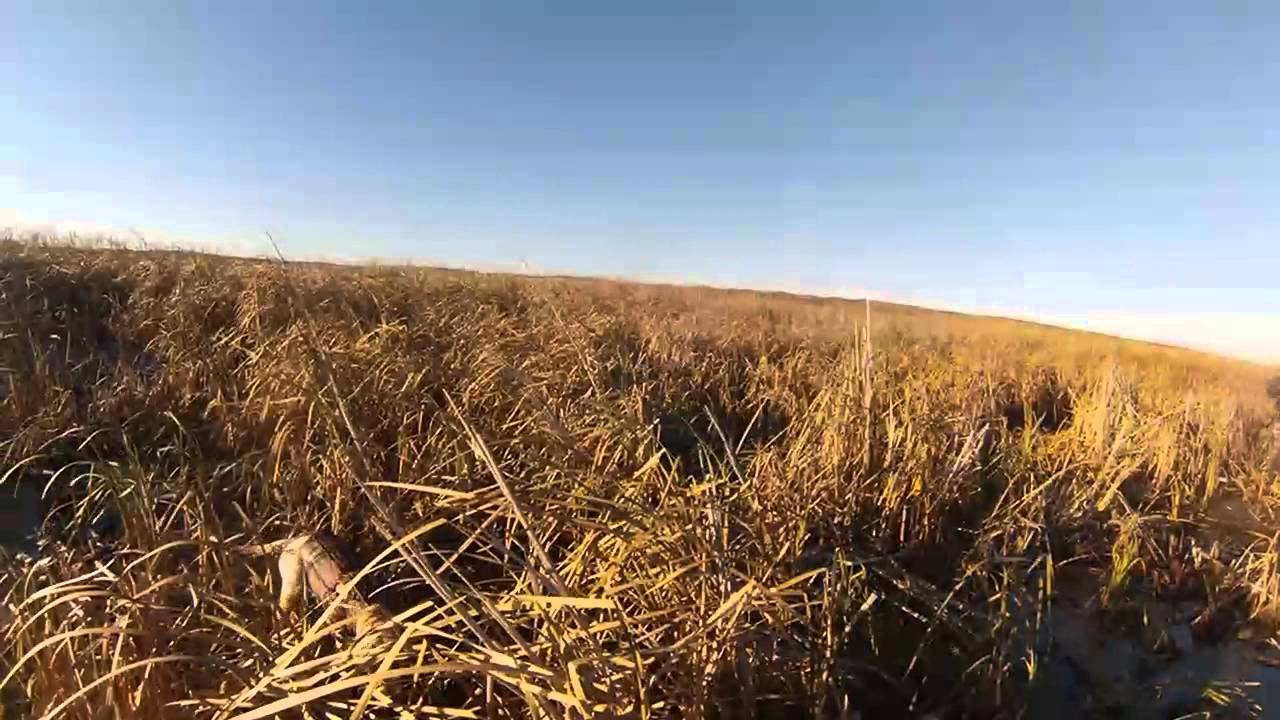 Ace's First Goose Retrieve x2