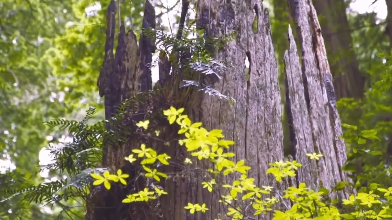 Deforestation (Original Environmental Film)