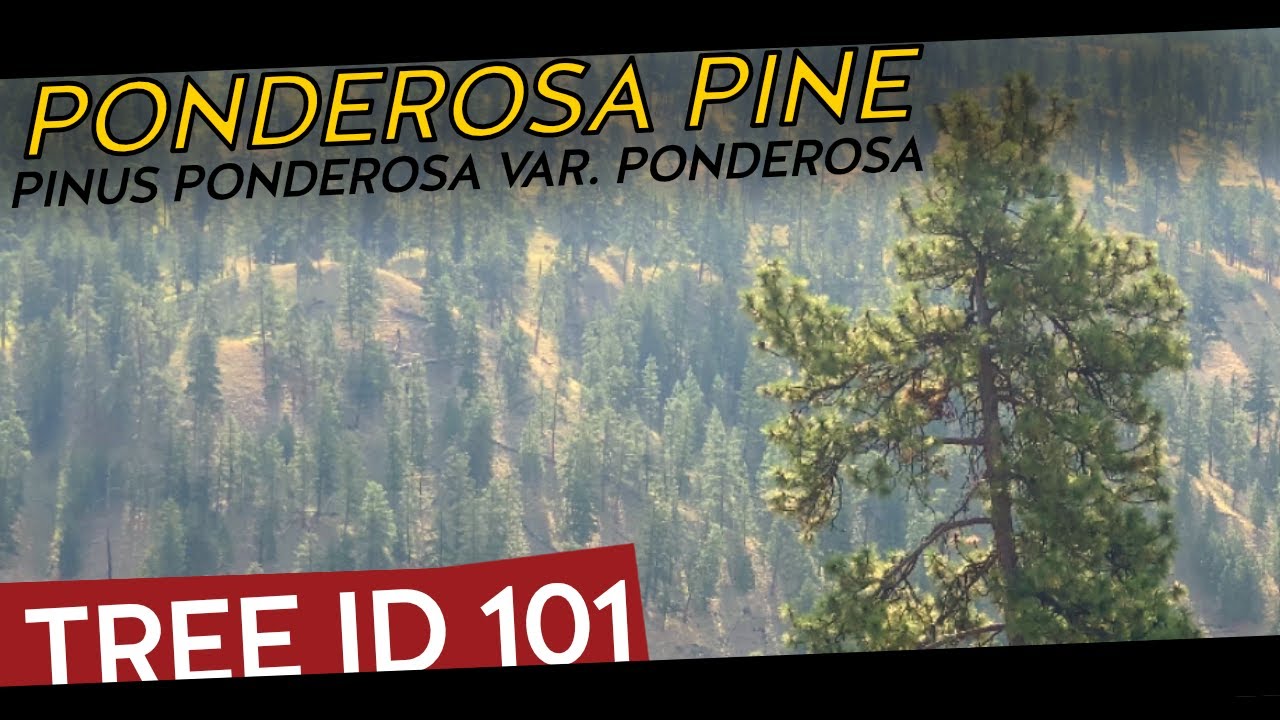 Identifying the Ponderosa Pine