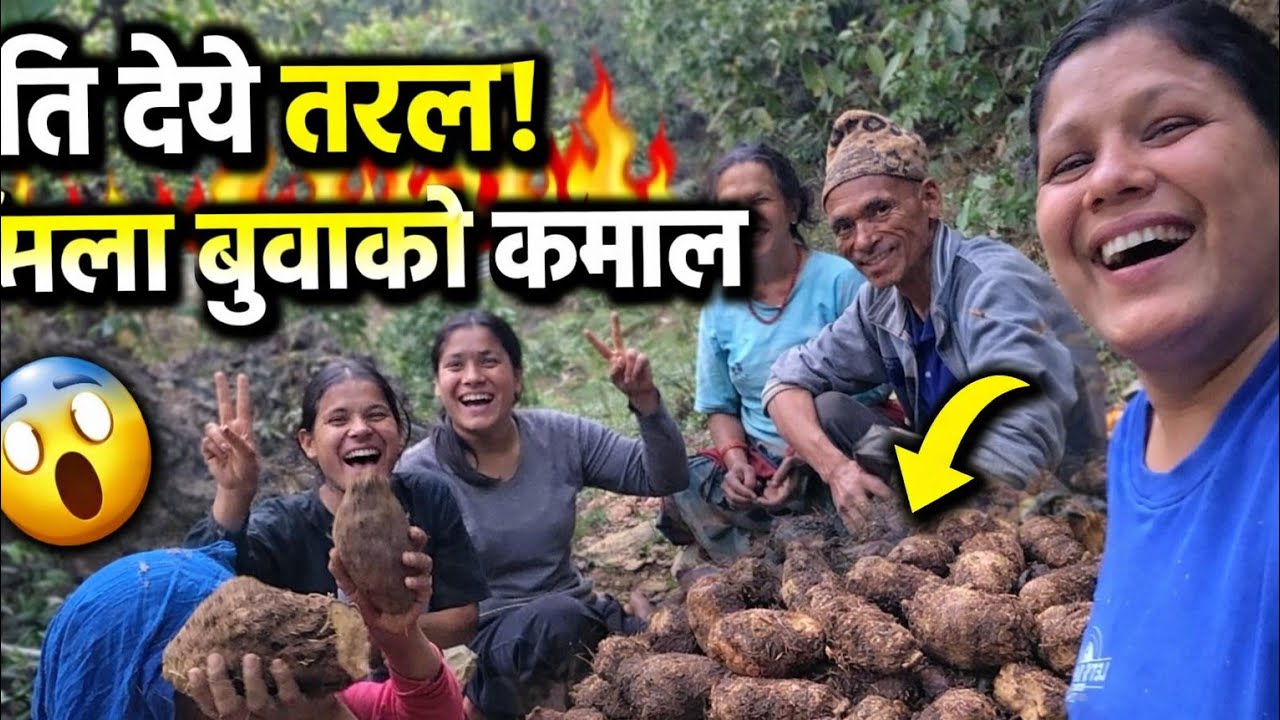 village Life माइला बुवा ले भेटाउनु भयो यति धेरै तरुल prbvlogs subscribe 