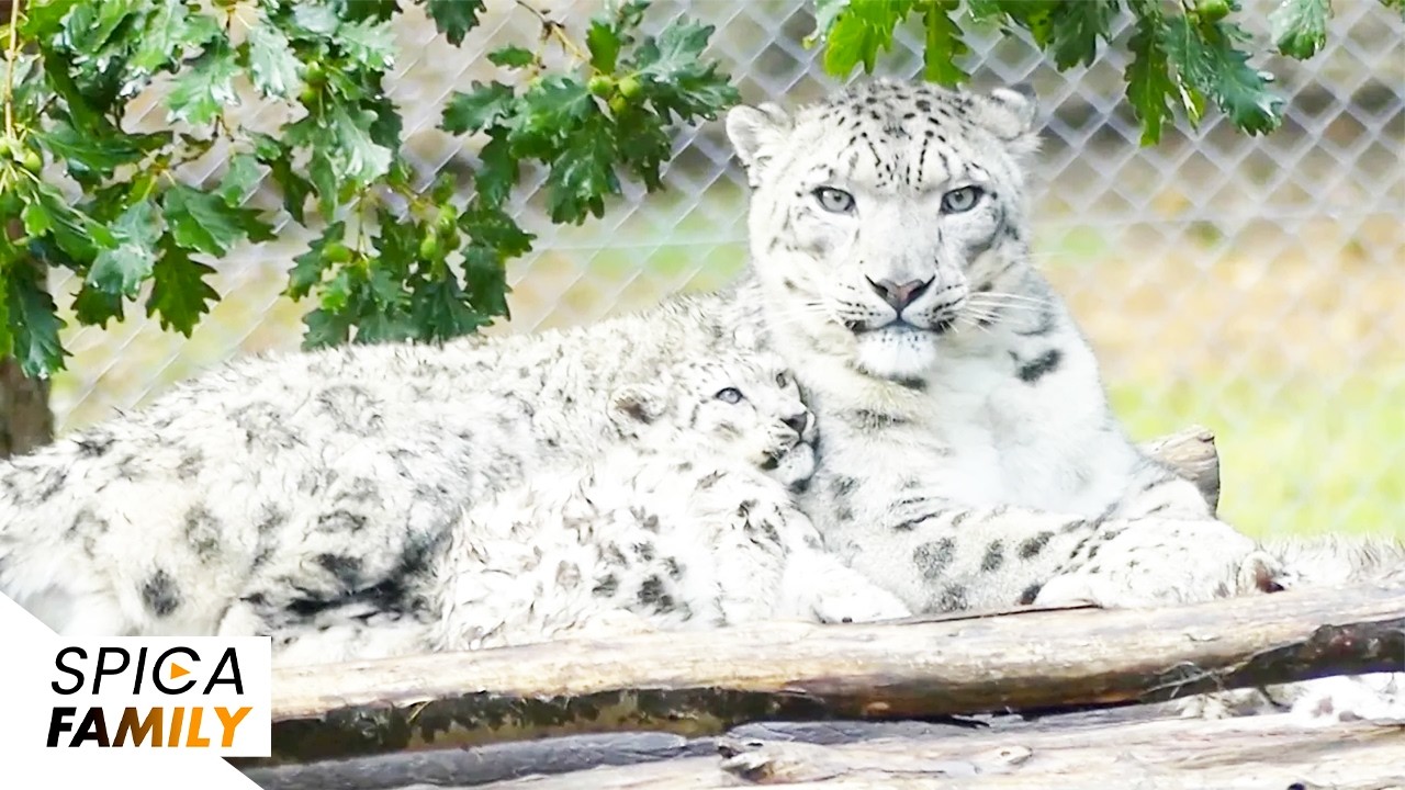 3 mois dans les coulisses du zoo le plus iconique de France
