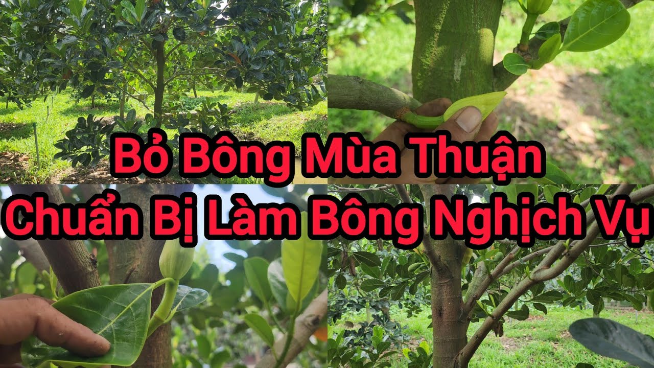 Thúc Lấy Cơ Đọt Mới Cho Vườn Mít Indo Ruột Đỏ 19 Tháng Tuổi Chuẩn Bị Làm Bông Nghịch Vụ