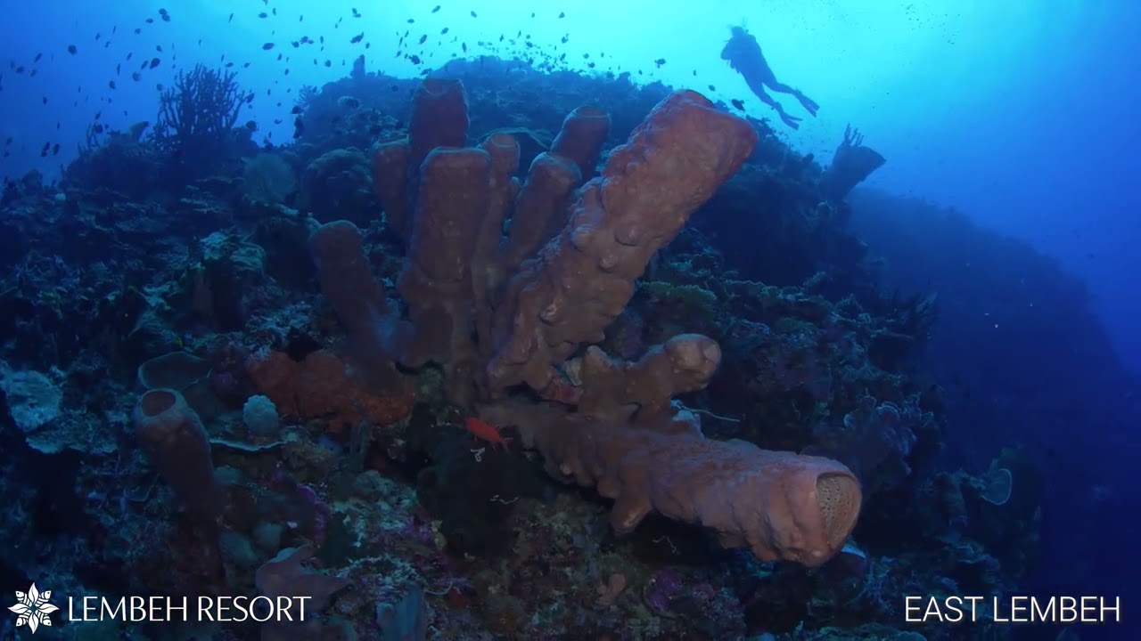 East Lembeh, North Sulawesi, Indonesia