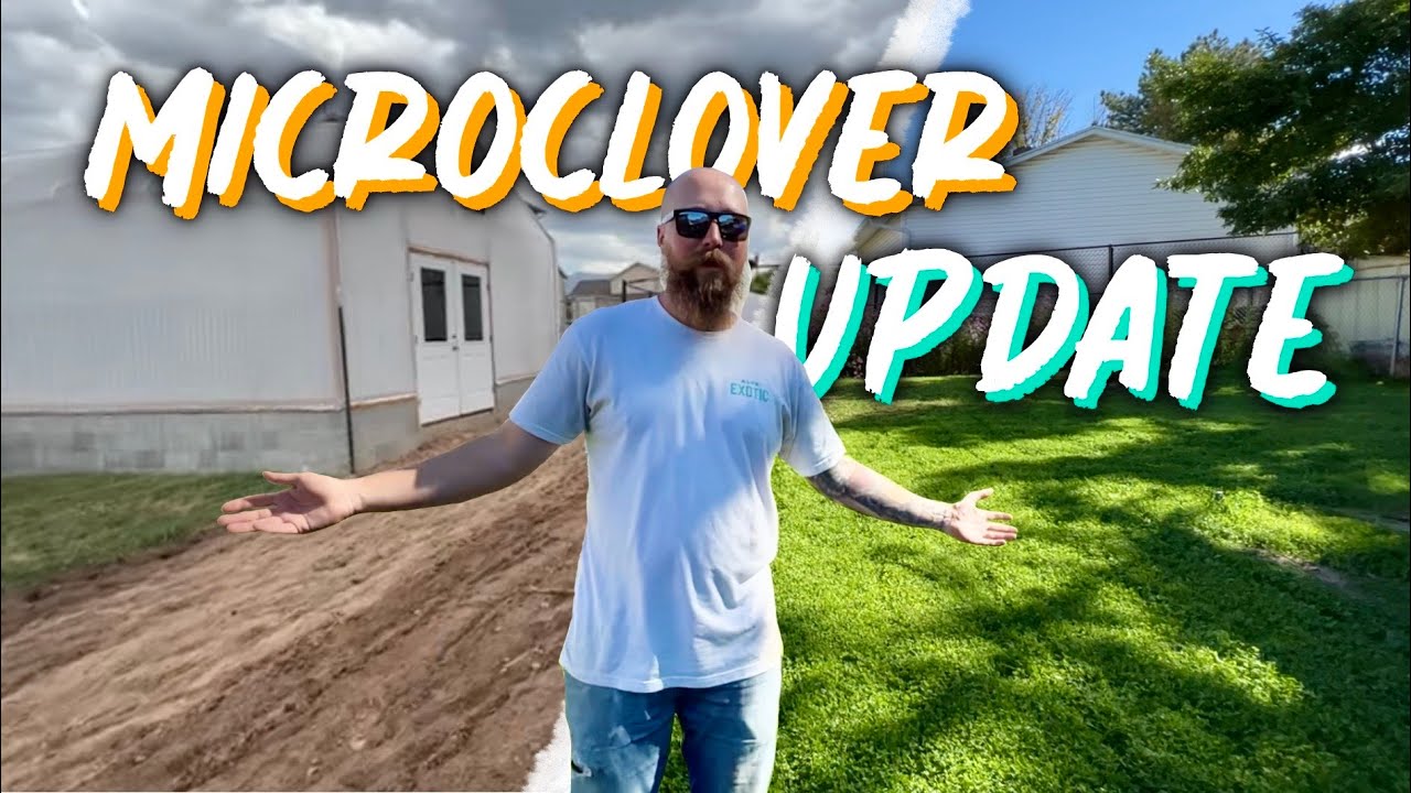 Microclover Lawn Update