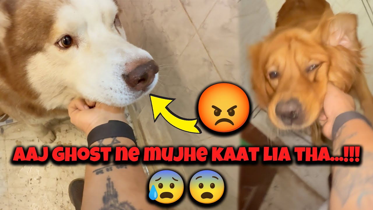 Aaj GHOST ne sach mein hadd kar di...!!!😡😡 @THE HIMALAYAN HUSKY