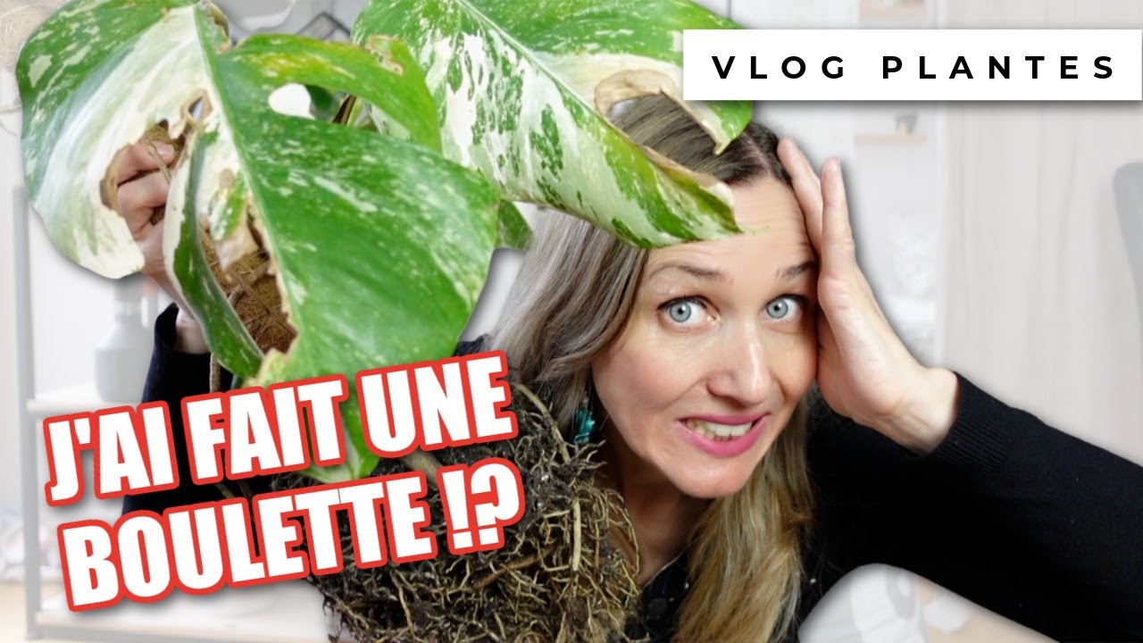 ☕️🪴 Café Plantes : du boulot sur le monstera variegata 😅 | vlog plant addict