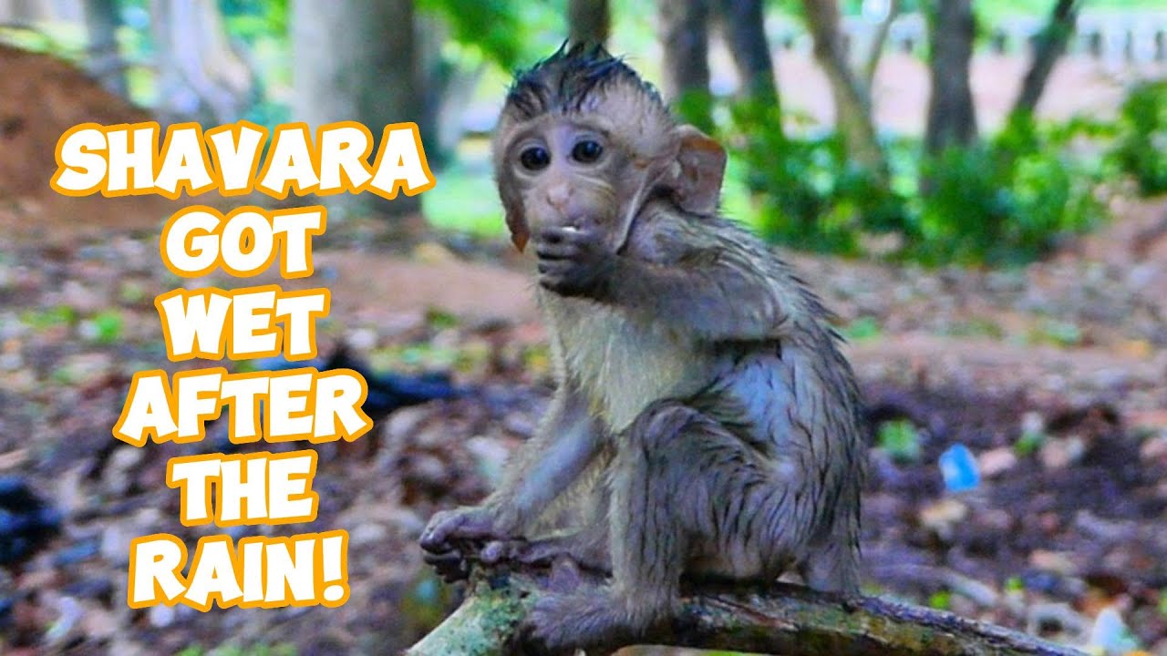 Wet & Wild! Shavara After a Sudden Rain Shower 🌧️😄, |smsrmedia1540