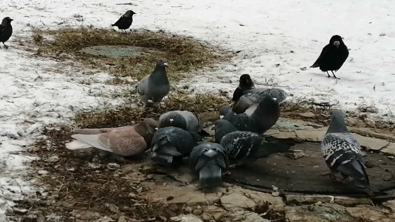 Hooded crows & even Jackdaws have love for fat / Вороны и даже галки очень ценят сало 