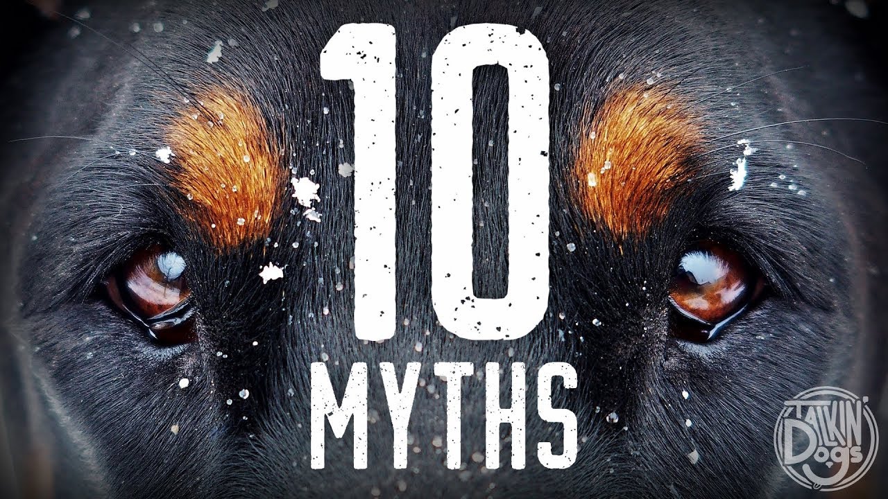 10 главных мифов о собаках, которые развеяны | Шоу «Talkin' Dogs List»