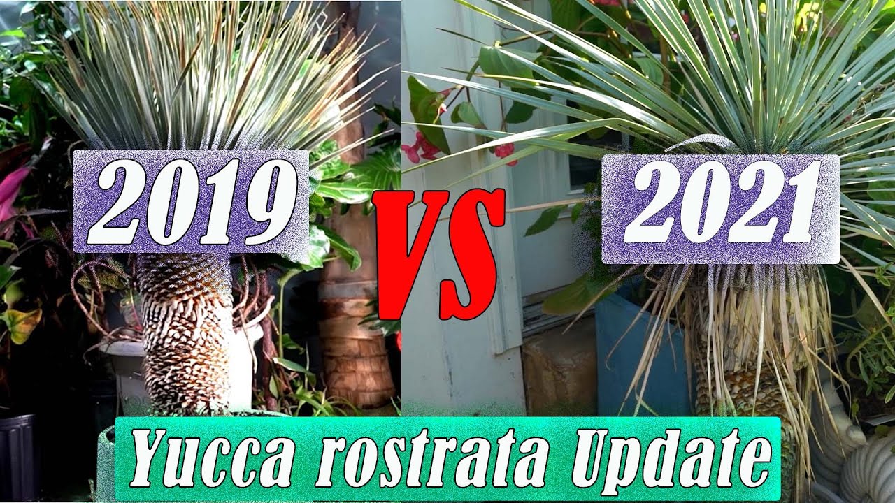 Yucca Rostrata Update