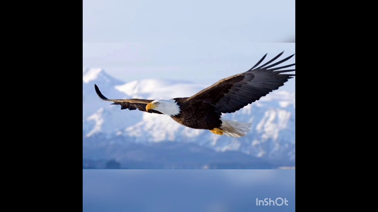 El Águila me dijo como Volar - Canto Medicina Rumbo del Mictlampa.