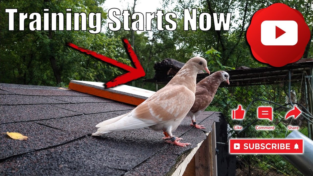 Training Starts Now (Birmingham Roller Pigeons)