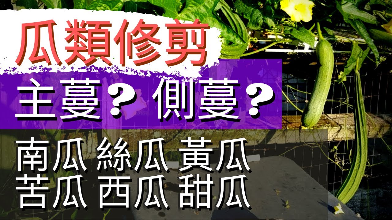 瓜類打側枝摘側蔓打頂【瓜類如何修剪】黃瓜，絲瓜，南瓜，甜瓜，西瓜，苦瓜 How to Prune Cucumber，Luffa，Watermelon，Squash，Cantaloupe