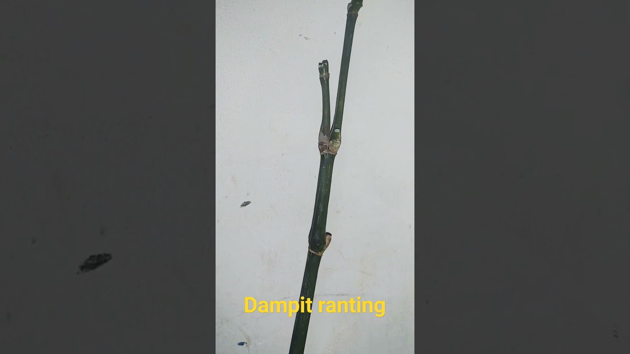bambu dampit ranting