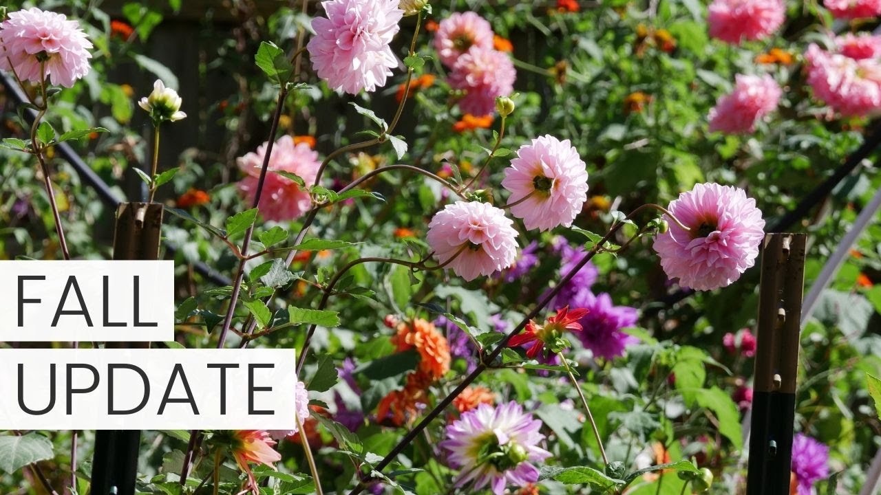 UPDATE: Dahlias, Seedlings (Hardy Annuals), Chrysanthemums, BULB HAUL!! FALL CUT FLOWER GARDEN
