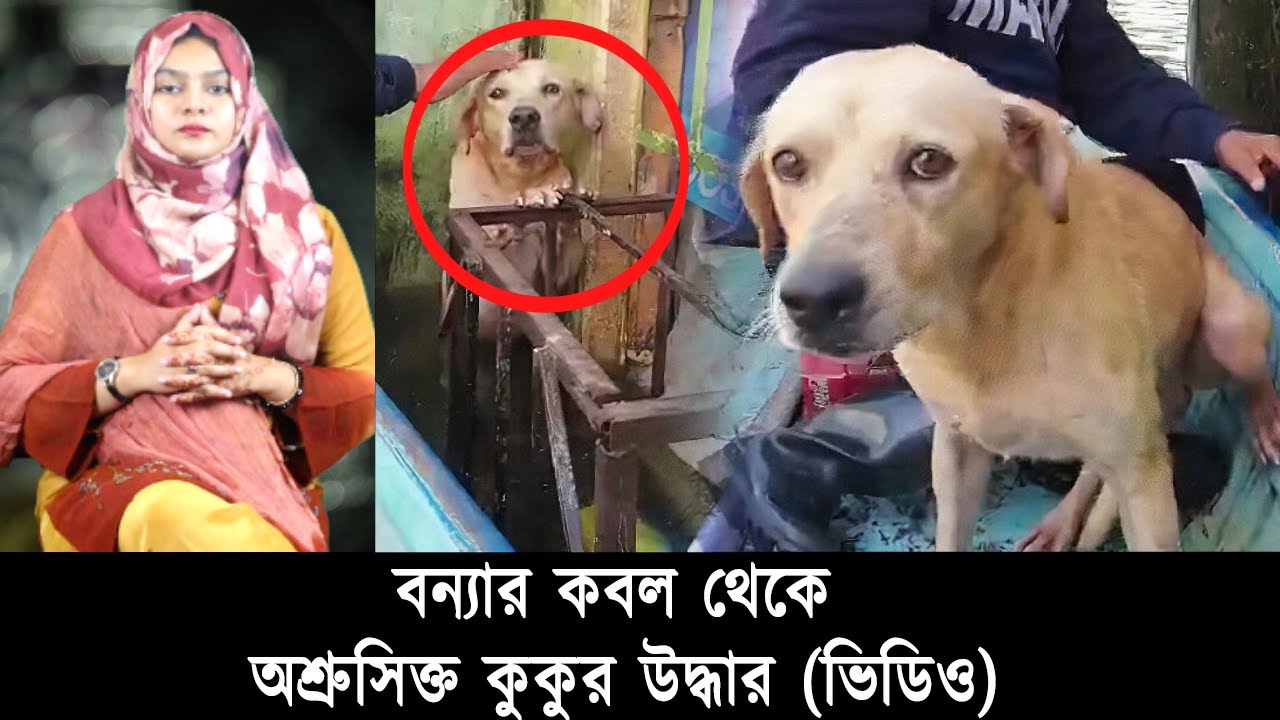 বন্যার কবল থেকে অশ্রুসিক্ত কুকুর উদ্ধার (ভিডিও)! | Mojar Khobor | মজার খবর