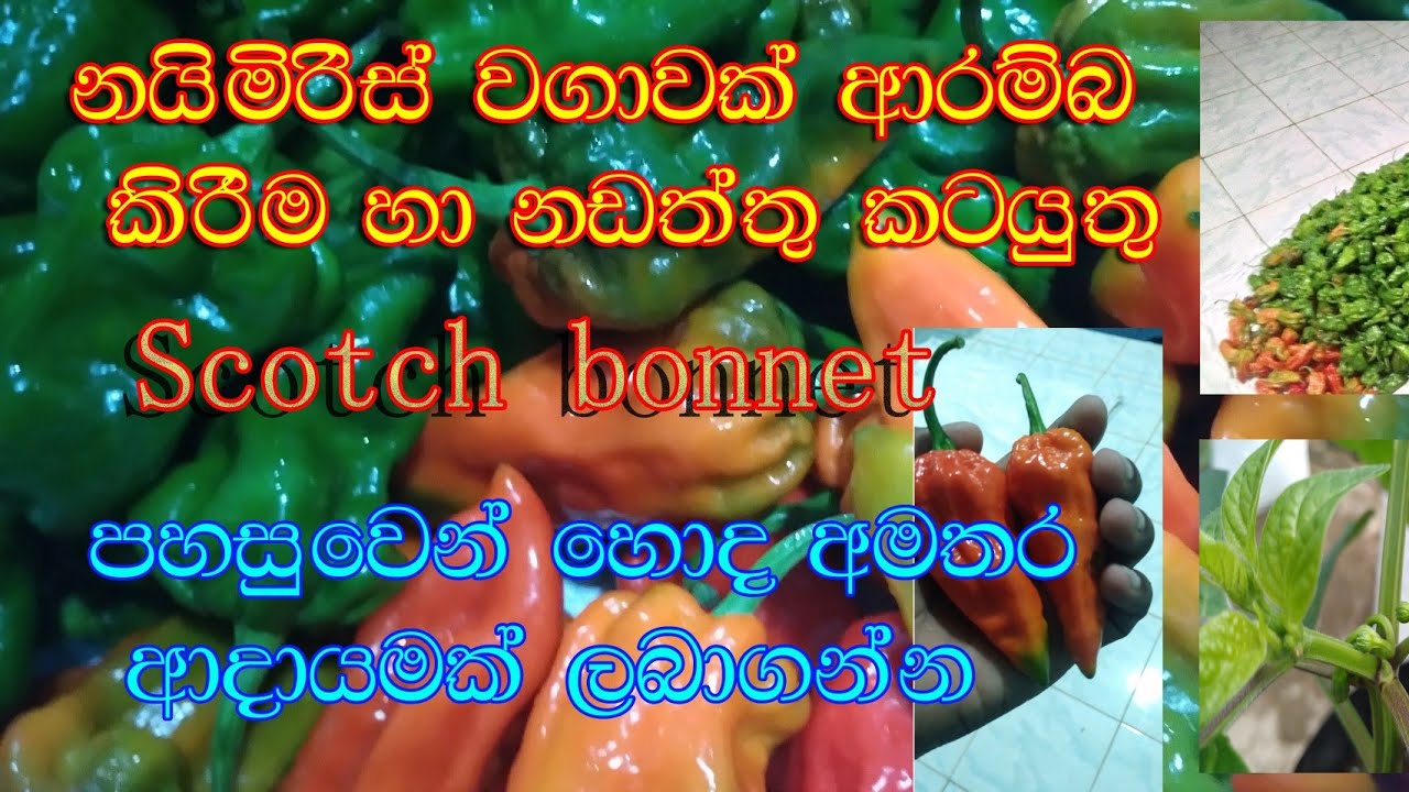 නයිමිරිස් වගාව 02 Scotch bonnet