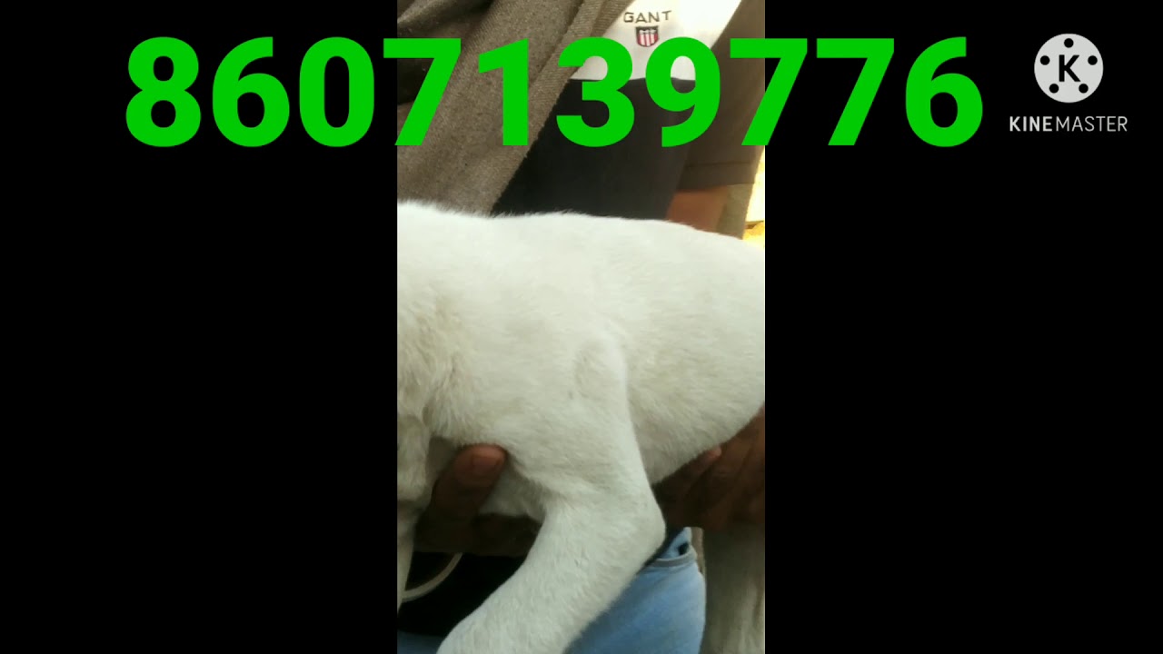 pak bully pair sale low price 8607139776