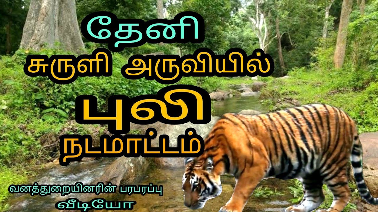 தேனி சுருளி அருவியில் வரிப்புலி நடமாட்டம் வனத்துறையினர் வீடியோ வெளியீடு | Tiger in suruli falls
