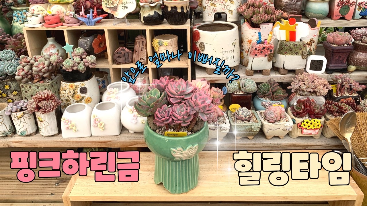 260309[다육식재] 핑크하린금 합식으로 꽃다발 만들기 봄맞이 힐링타임
