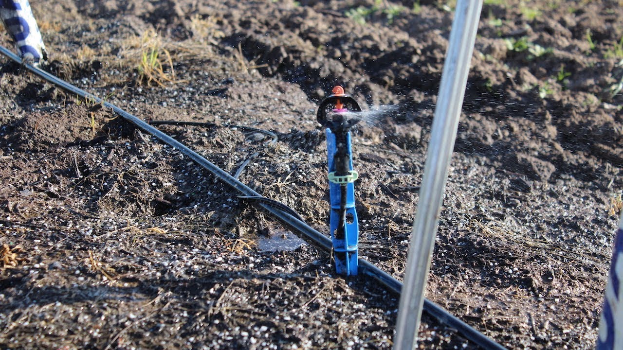When to Start Irrigating Young Pistachios in a Wet Year