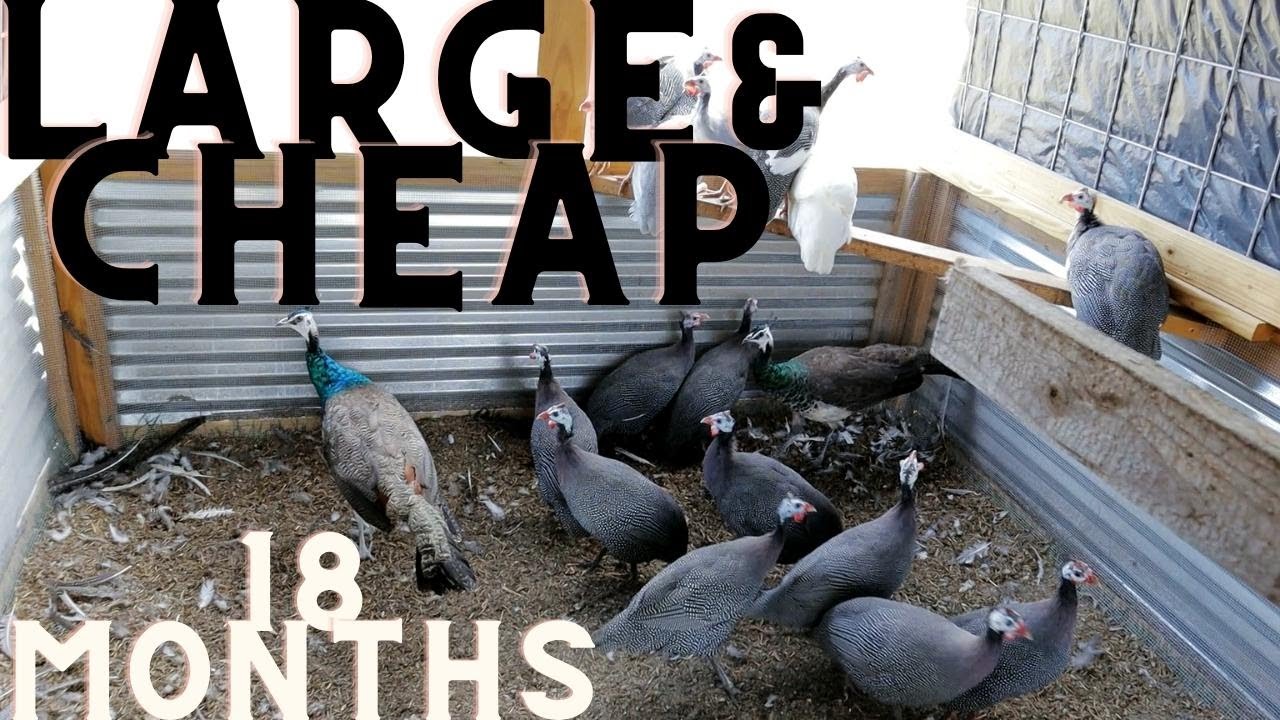 Large and Cheap Aviary Update
