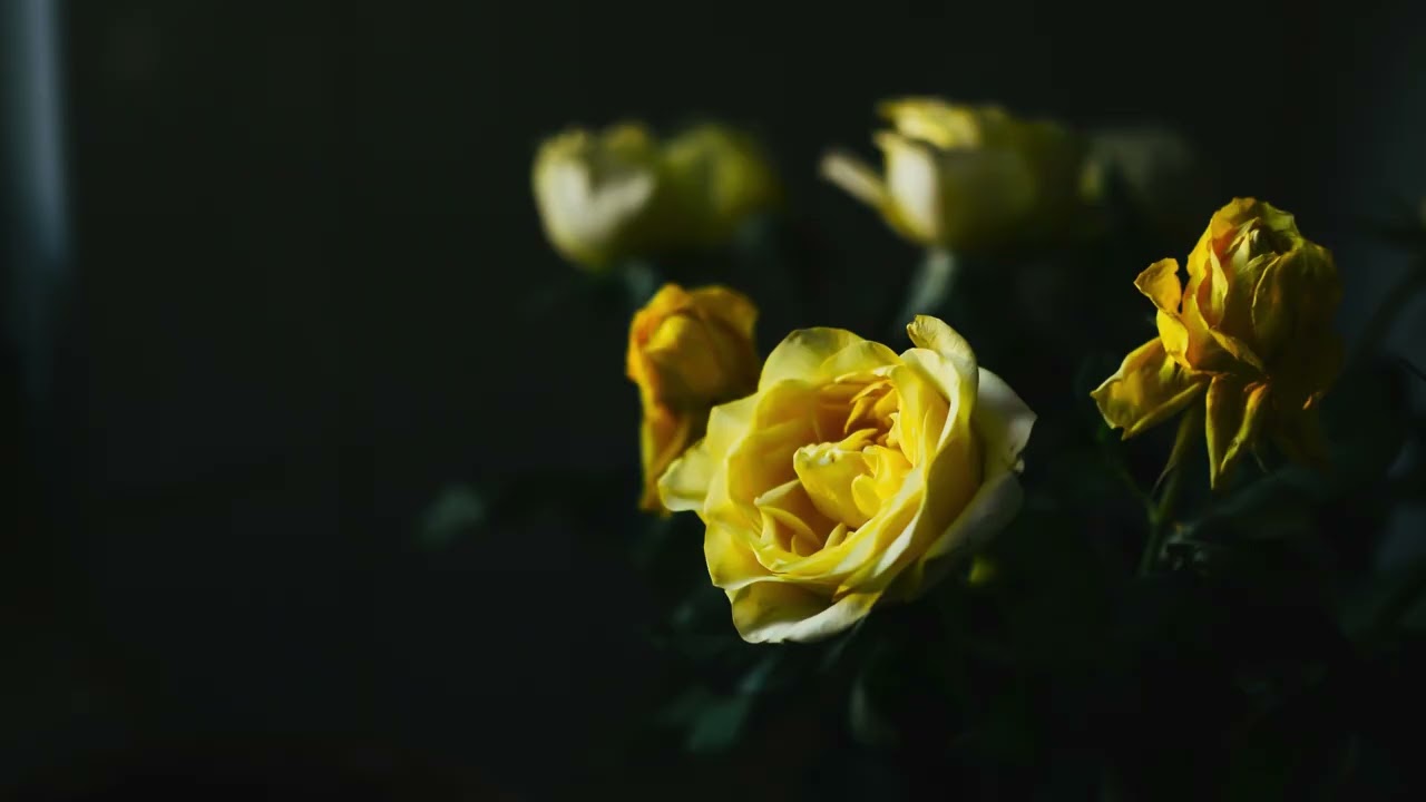 당신이 떠나자 꽃들이 울기 시작했다 | 이별 후 듣는 피아노