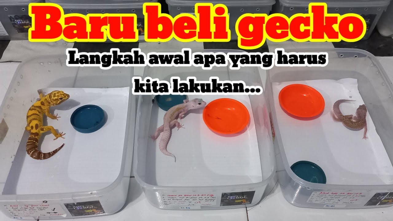LANGKAH AWAL YANG HARUS DI LAKUKAN KETIKA BARU BELI LEOPARD GECKO.