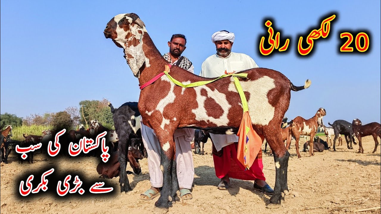 World's Biggest Beetal Goat With 46 Inches Hieght - Raani Bkri