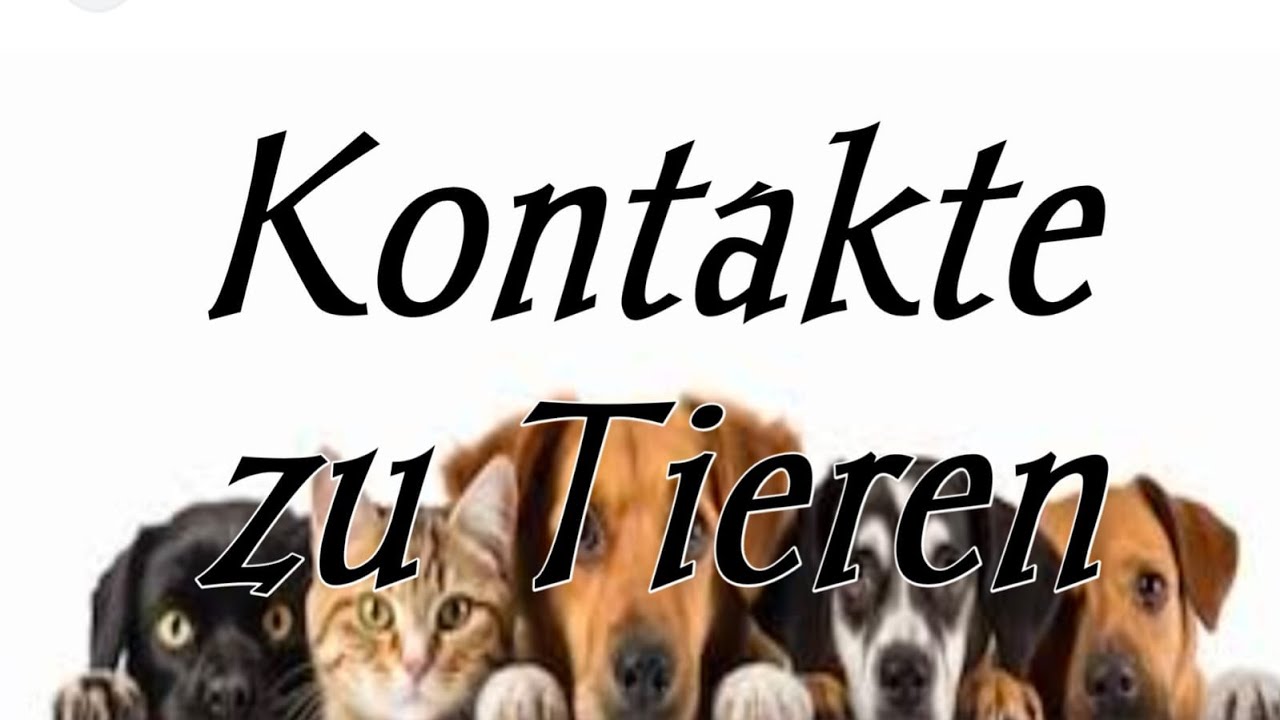 How to present kontakte zu tiere-B2 Goethe Sprechen