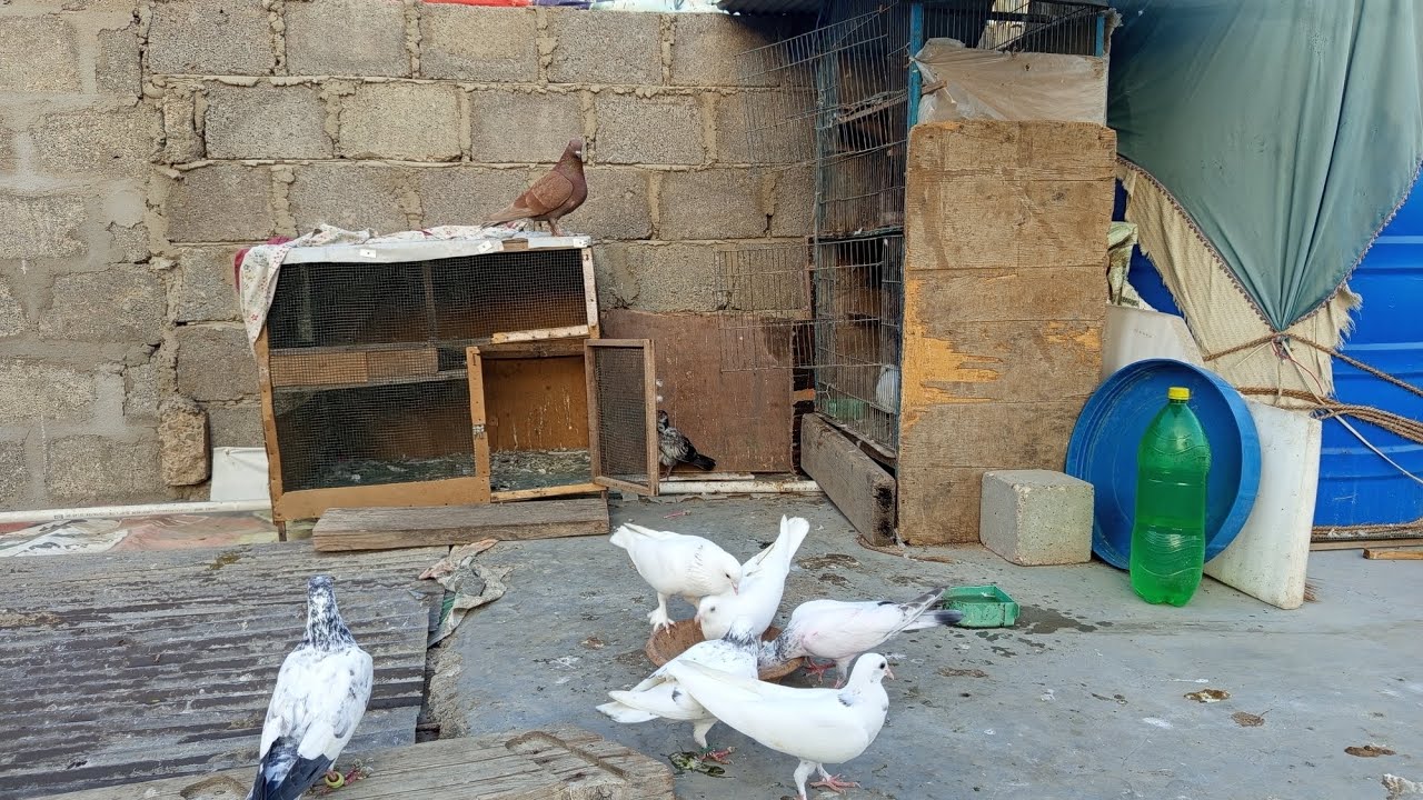 Kabutar 🕊️ | Pigeon Lover AQK 