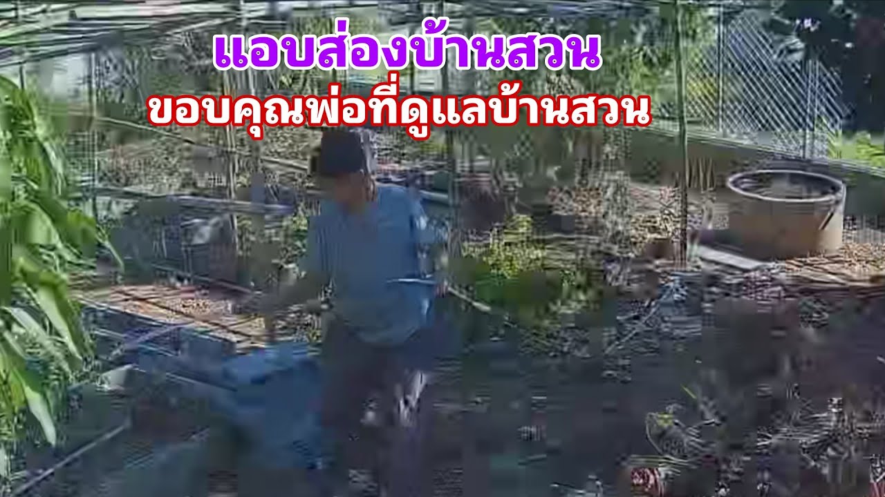 แอบส่องบ้านสวน & ขอบคุณพ่อที่ดูแลบ้านสวนให้#พิราวรรณ#บ้านสวน#