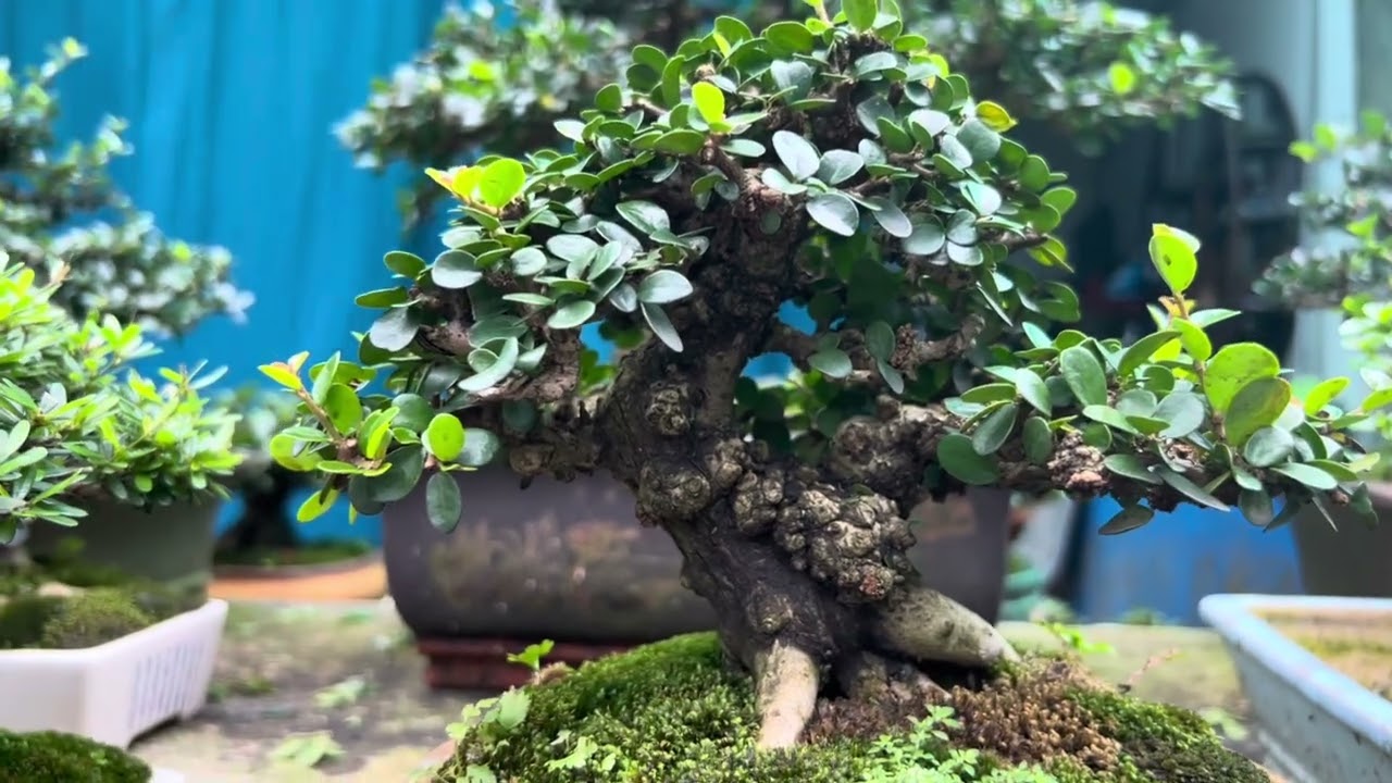 Tản mạn về các cuộc thi Bonsai