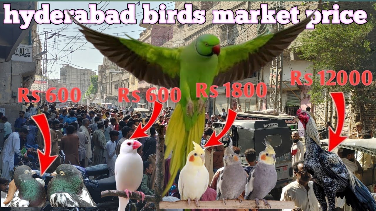 busines hyderabad market | bird paka qila | how to grow bird busines in hyderabad bird market