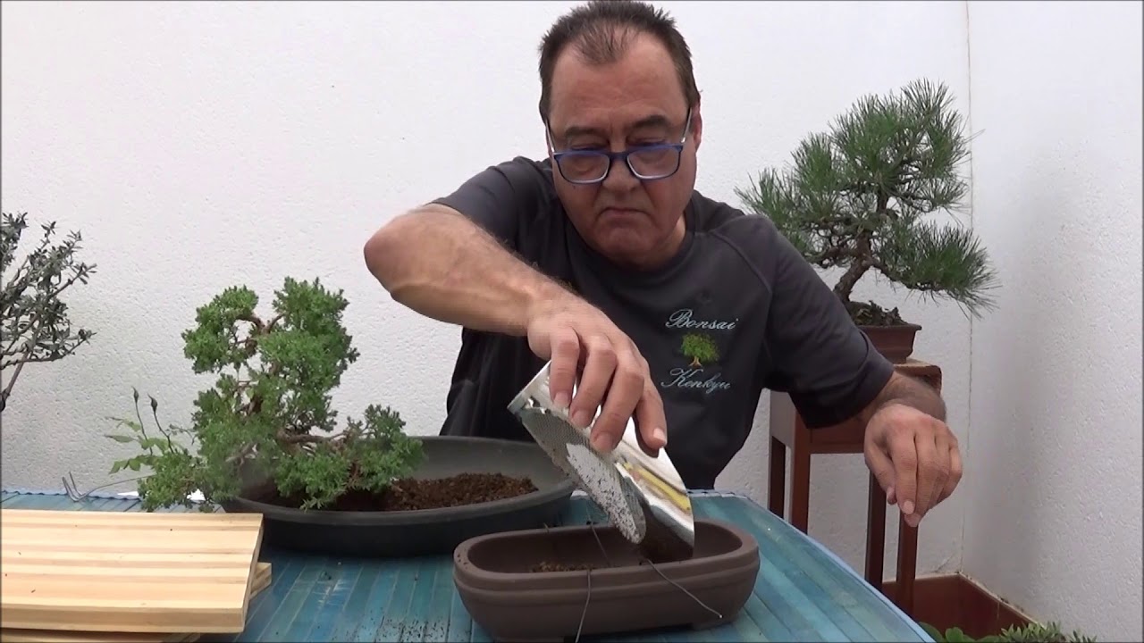 Trasplante de un Juniperus Procumben Nana