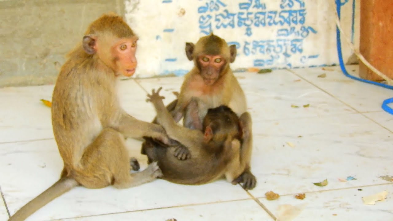 Big worry about baby monkey play like this with electric not good ,