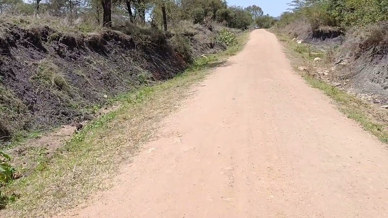 A walk in a forest road 🔥