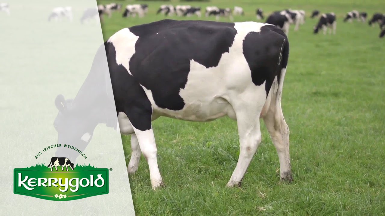 Weg der Butter I Von der Farm zur Molkerei ► Kerrygold