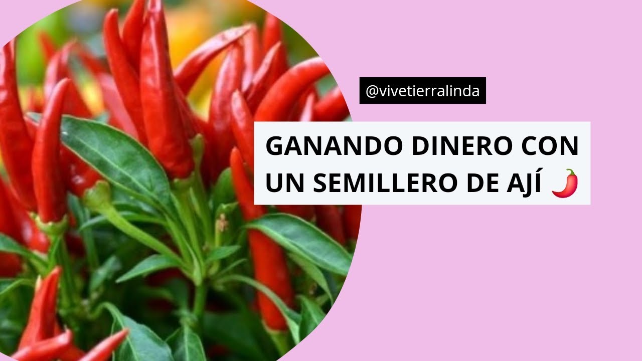 &iexcl;🌶️ Aprende a hacer un semillero de aj&iacute; conmigo! 🌶️ &iexcl;Aprende sobre agronegocios, visita mi perfil! 🌾